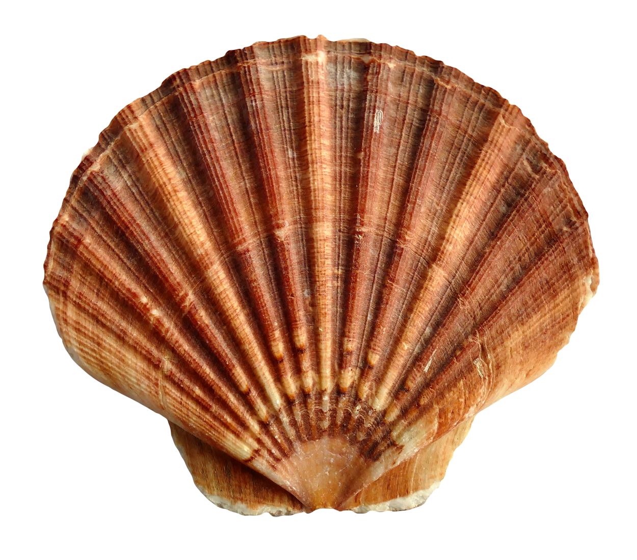 Brown Striped Scallop Shell PNG