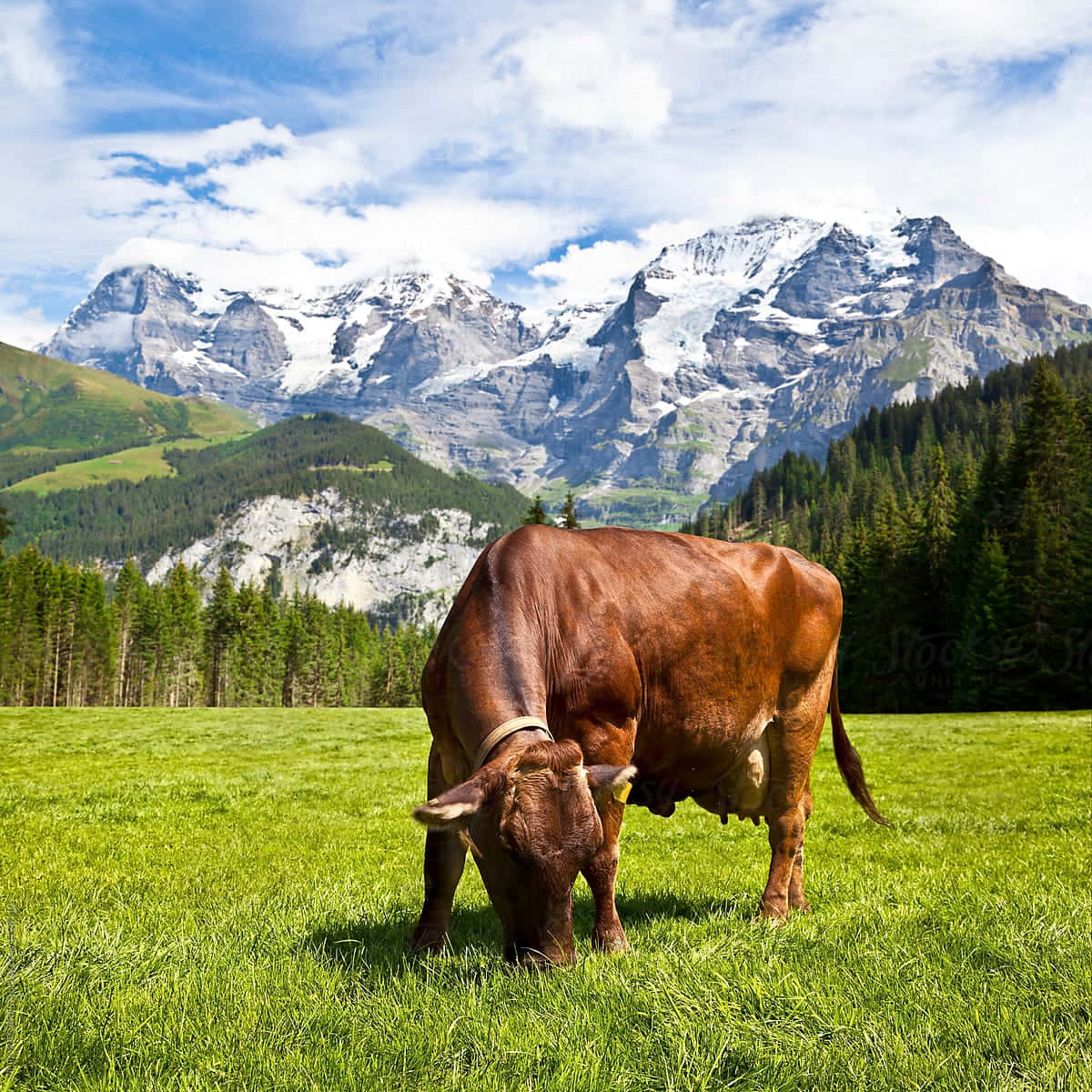 Brown Swiss Cow Grazing In A Green Field Wallpaper
