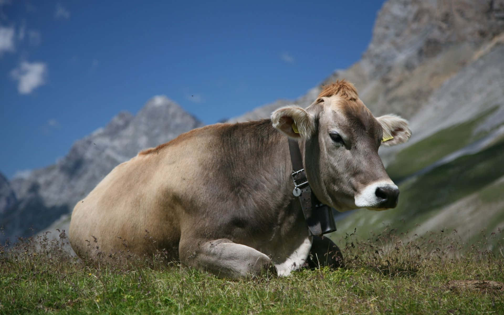 Majestic Brown Swiss Cow Grazing in a Green Meadow Wallpaper