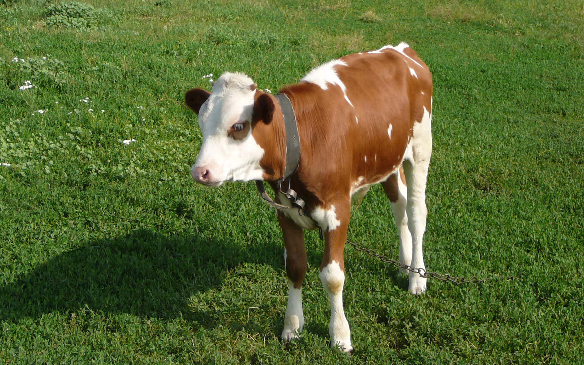Graceful Brown Swiss Cow in the Field Wallpaper