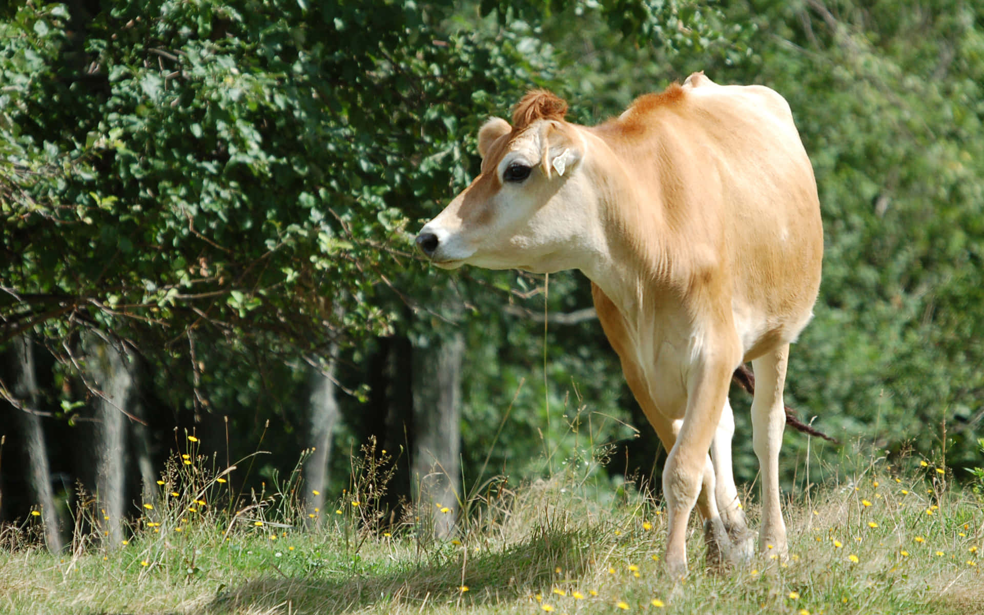 Majestic Brown Swiss Cow in a Lush Green Field Wallpaper