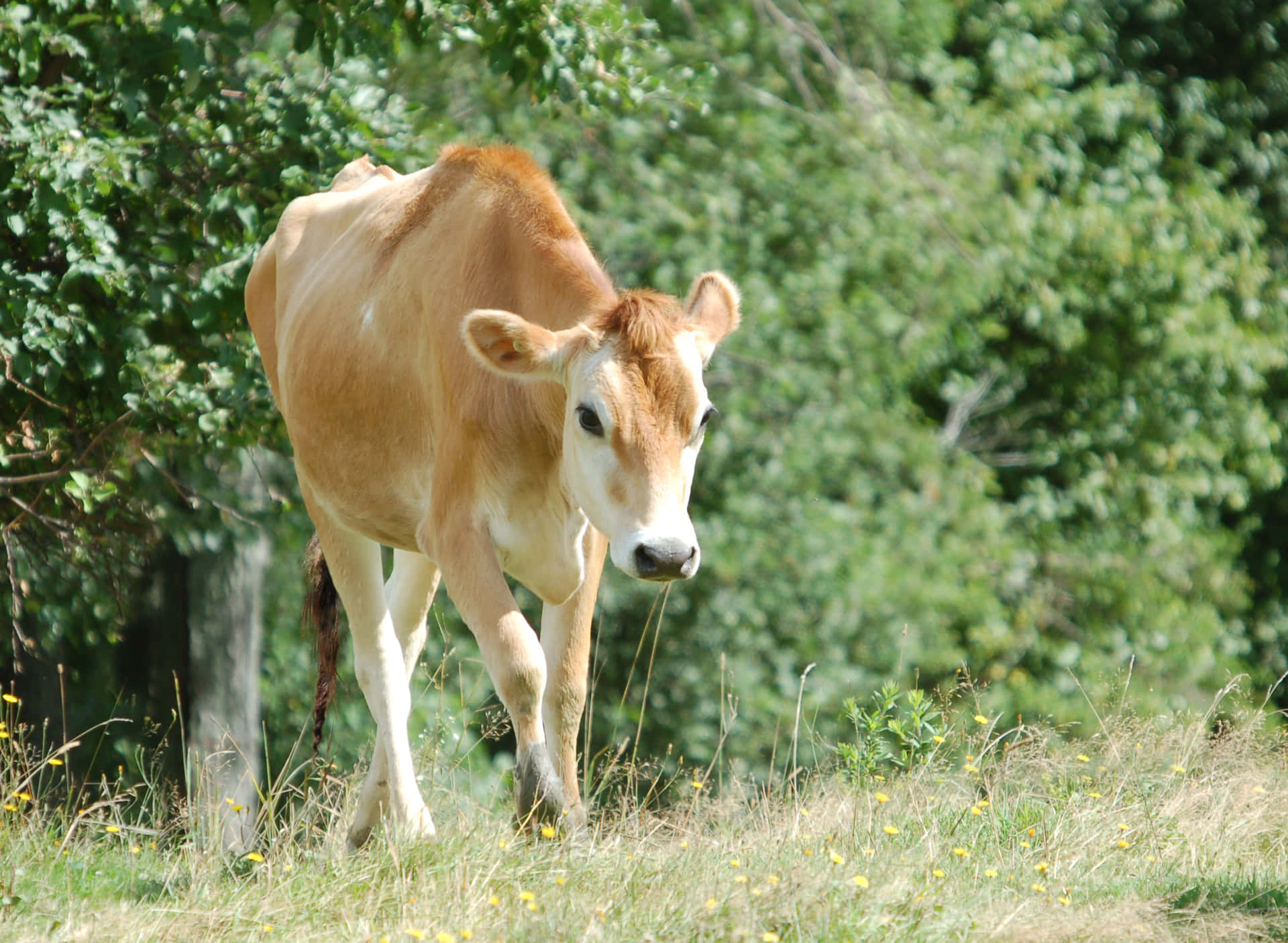 Majestic Brown Swiss Cow Grazing in a Beautiful Field Wallpaper