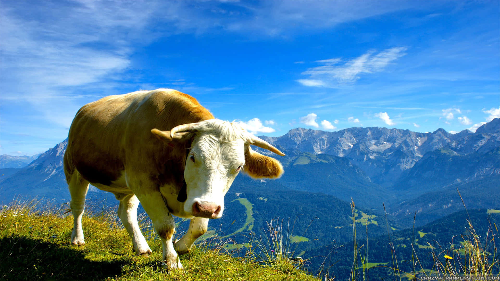 Vacamajestuosa De Raza Brown Swiss En Un Campo Verde Exuberante Fondo de pantalla