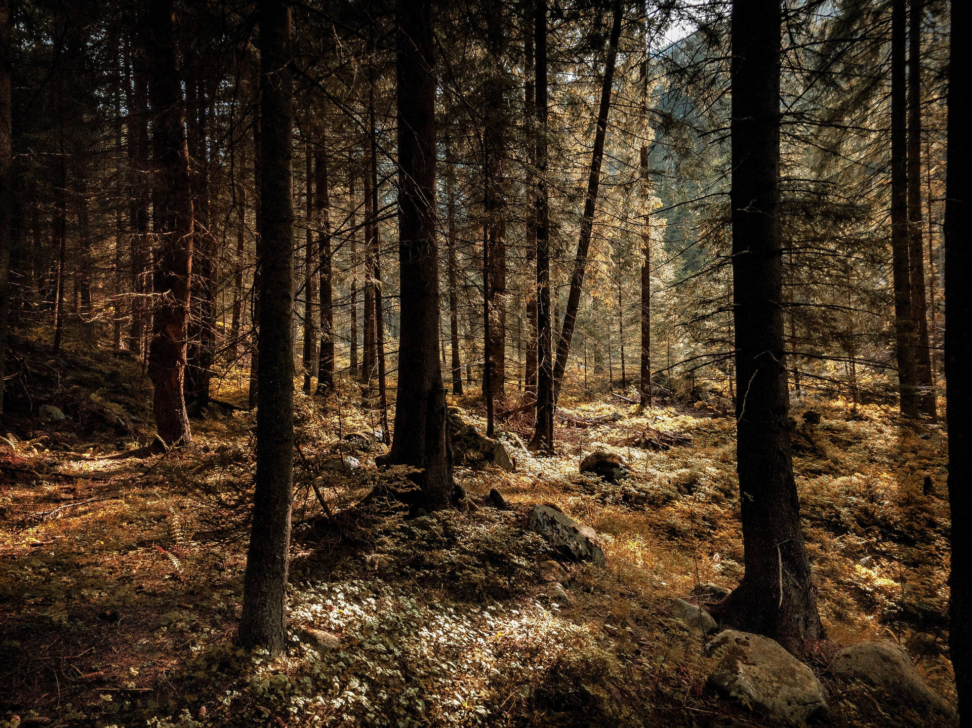 Árbolesaltos Color Marrón En Un Bosque De Alta Definición. Fondo de pantalla