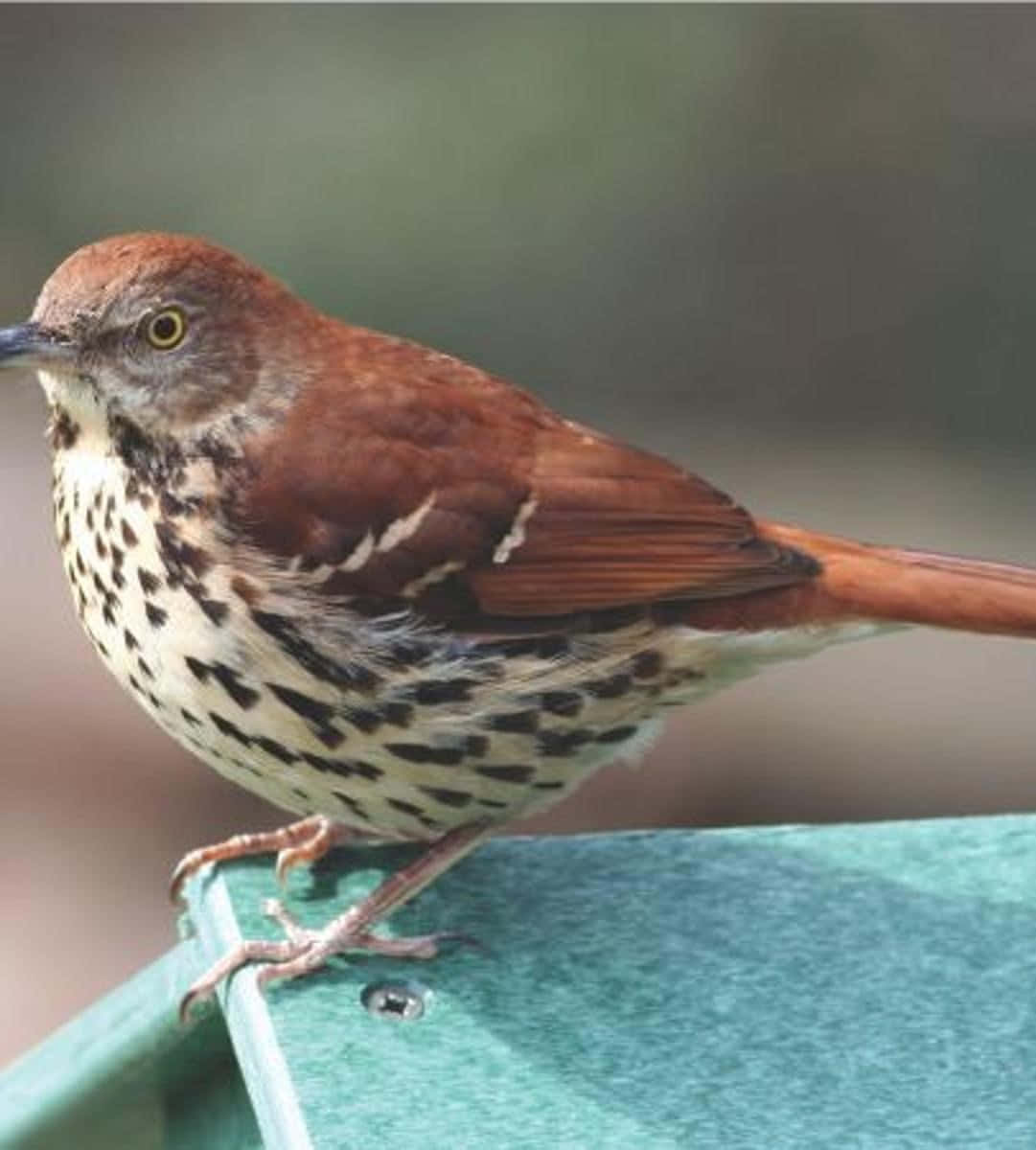 Verbluffende Bruine Thrasher Op Een Tak Achtergrond