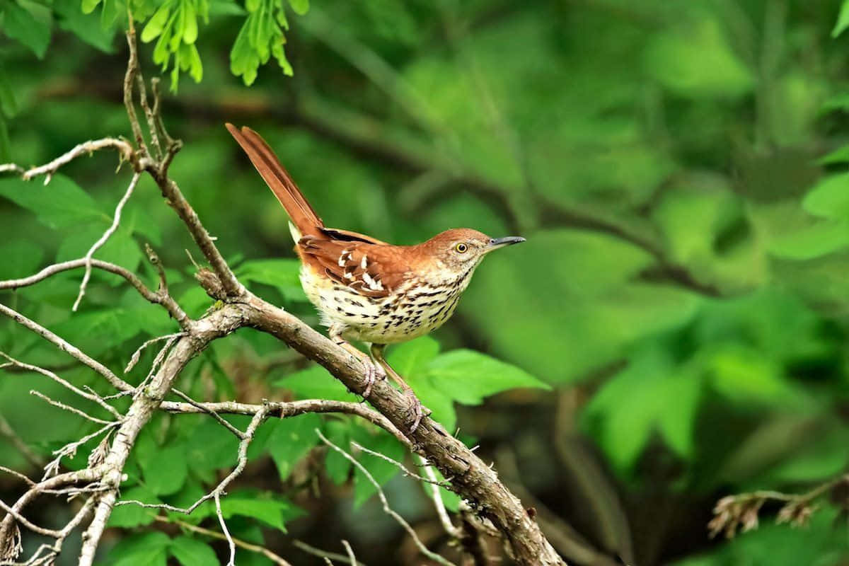 Majestueuze Brown Thrasher Zittend Op Een Tak Achtergrond