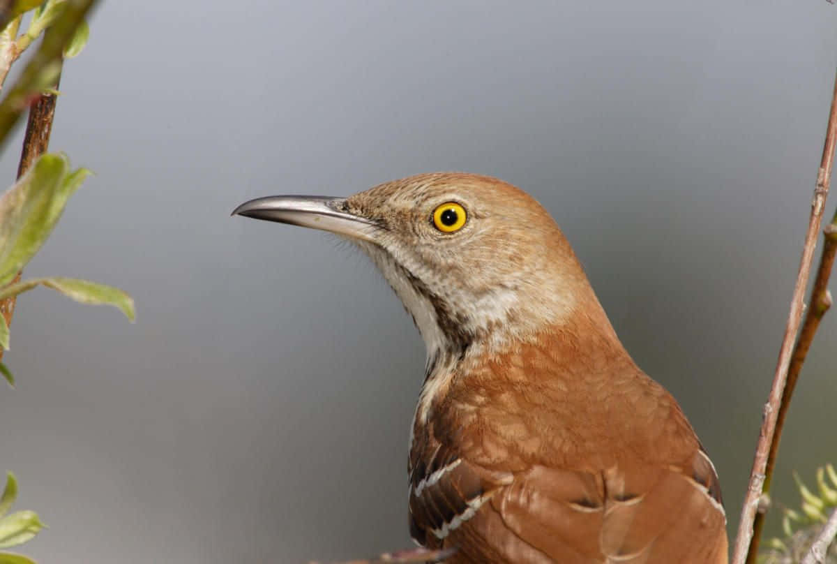 Majestueuze Bruine Thrasher Die Op Een Tak Zit Achtergrond