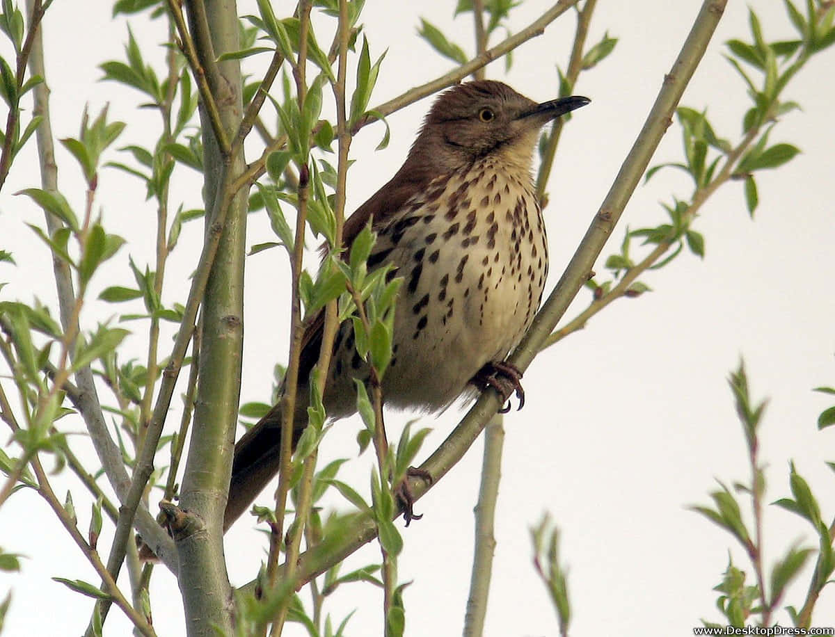 Verbluffende Brown Thrasher Zittend Op Een Tak Achtergrond