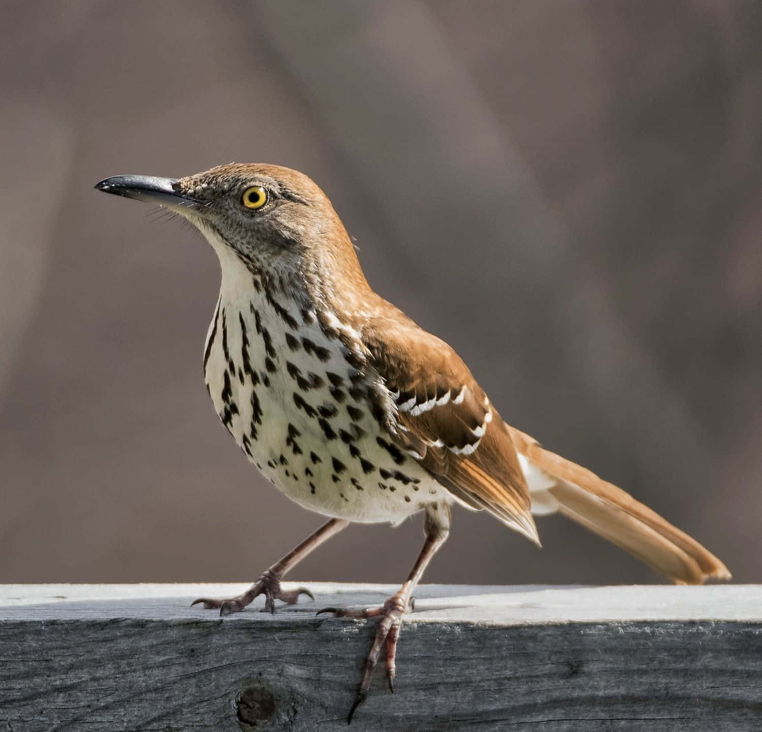 Majestic Brown Thrasher perched on a tree branch Wallpaper
