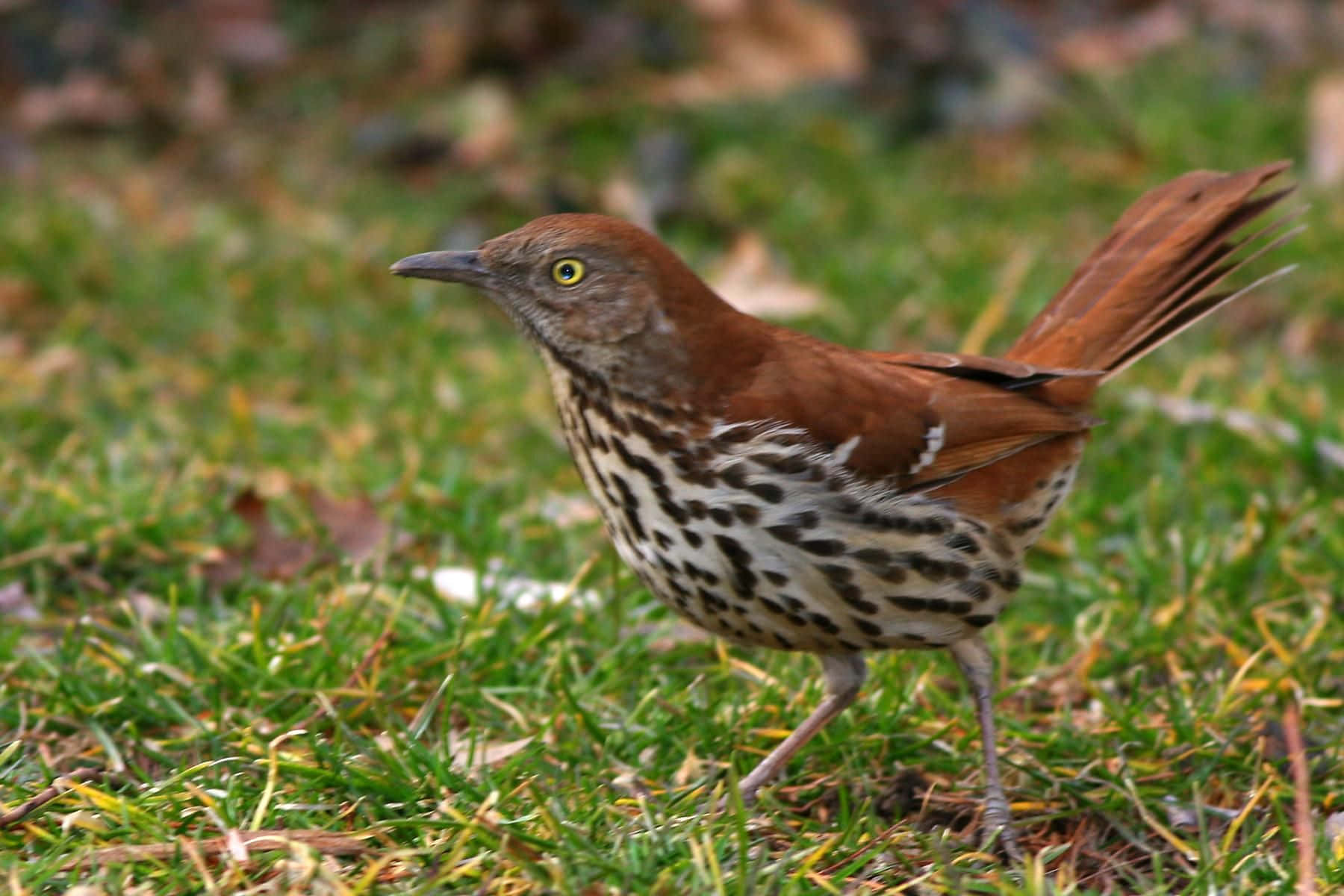 A Stunning Brown Thrasher Perched on a Branch Wallpaper