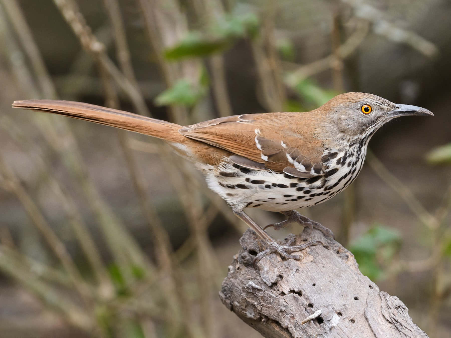 Mooie Brown Thrasher Zittend Op Een Tak Achtergrond