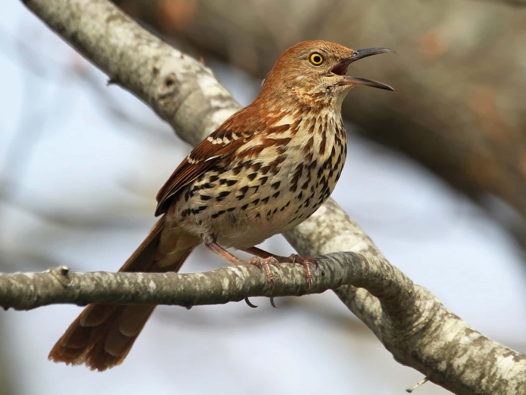 Brown Thrasher perched on a branch Wallpaper