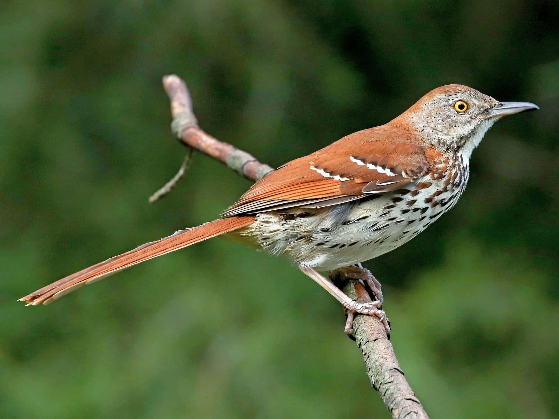 A Brown Thrasher bird perched on a branch Wallpaper