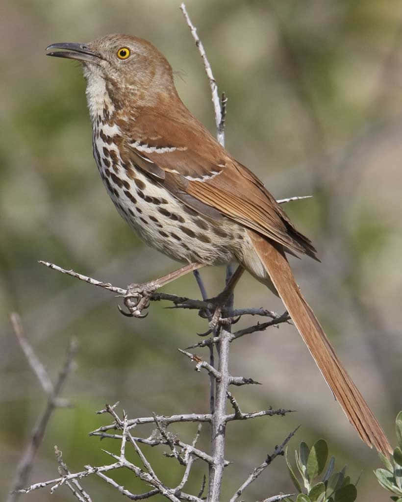 Majestic Brown Thrasher on a Branch Wallpaper