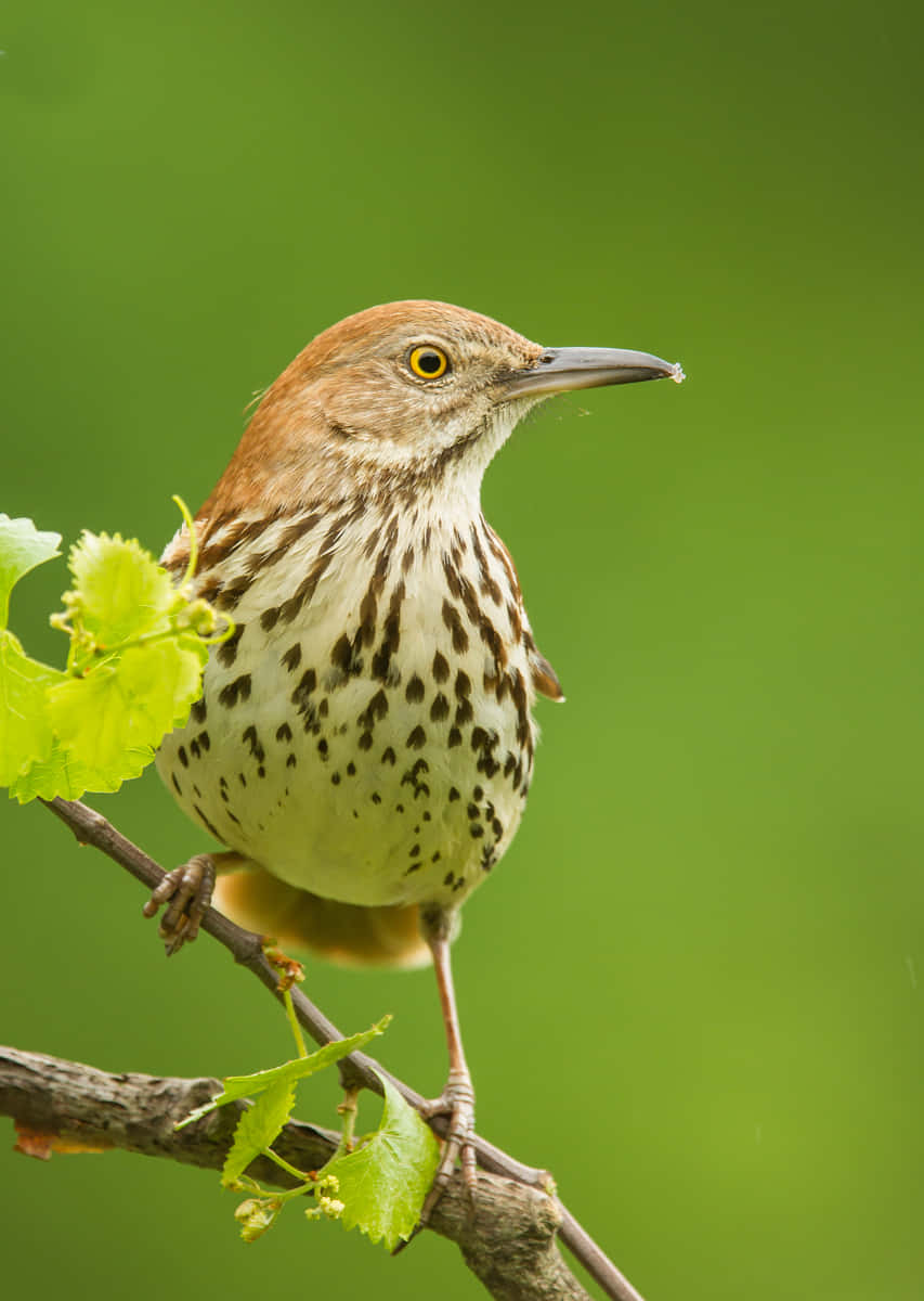 Majestic Brown Thrasher perched on a branch. Wallpaper