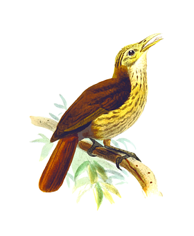 Brown Throated Wren Illustration PNG