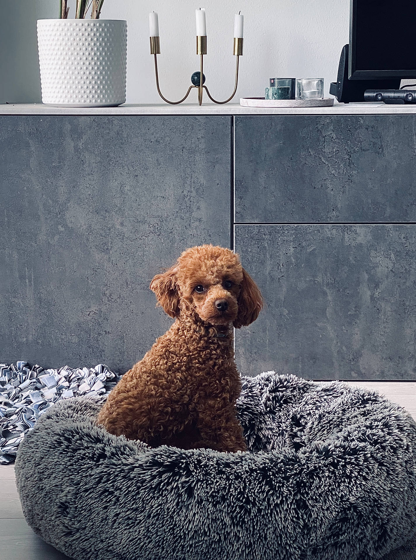 Brown Toy Poodle Dog Bed