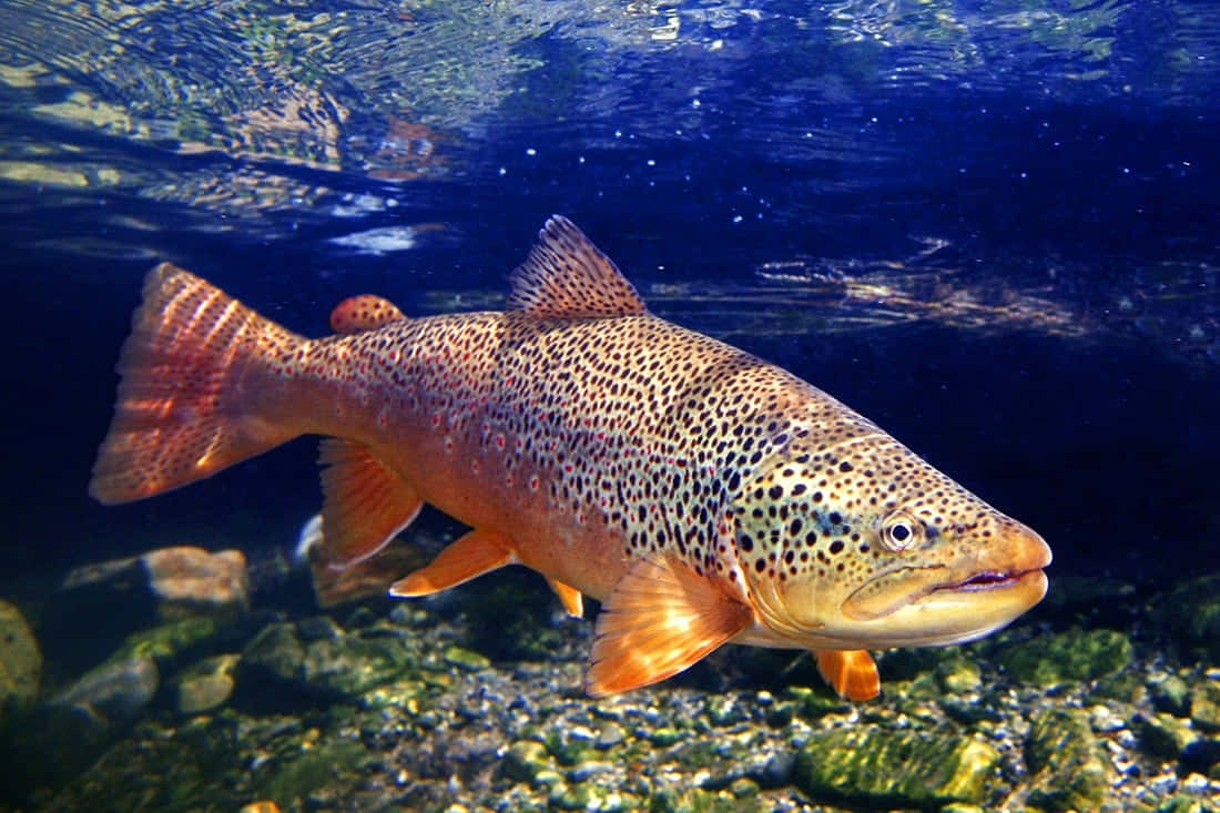 A majestic brown trout swimming gracefully in crystal-clear waters Wallpaper