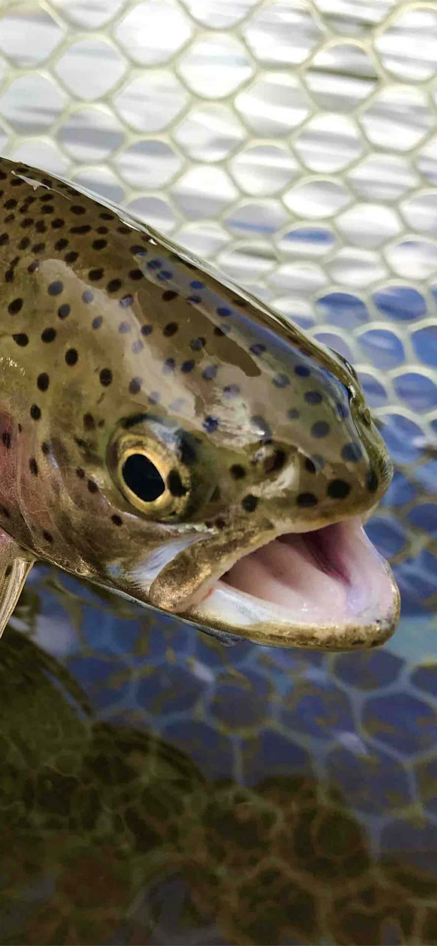 Beautiful Brown Trout in Clear Waters Wallpaper