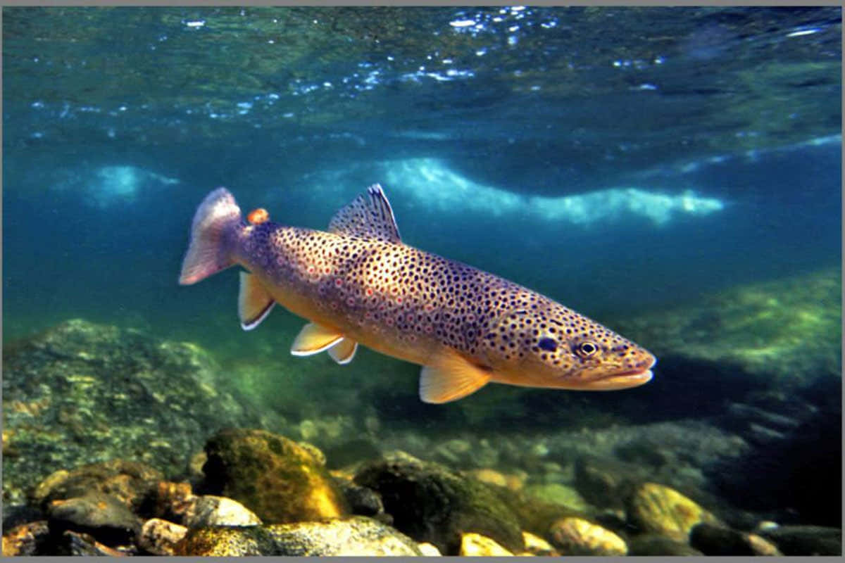Brown Trout swimming in clear water Wallpaper