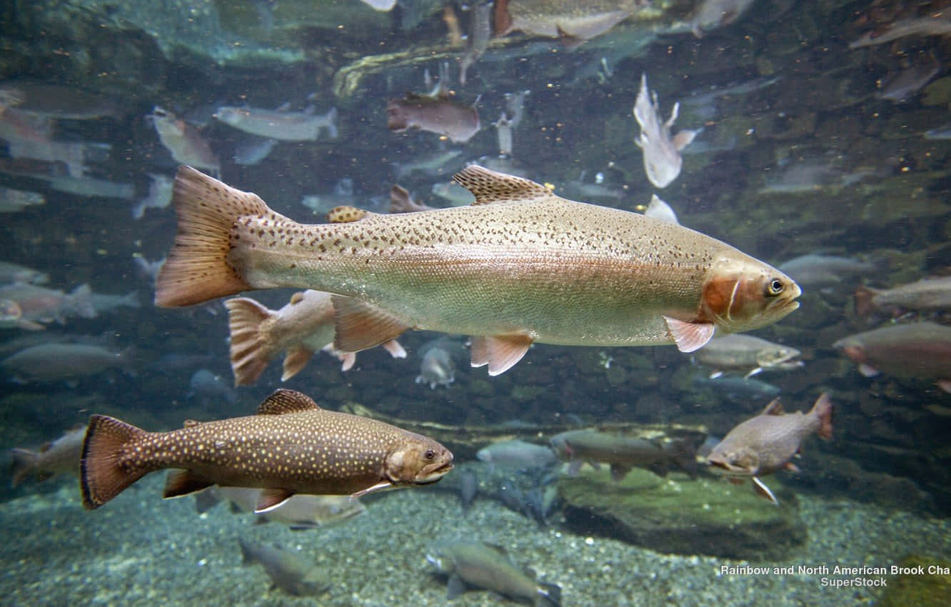 Stunning Brown Trout in Clear Waters Wallpaper