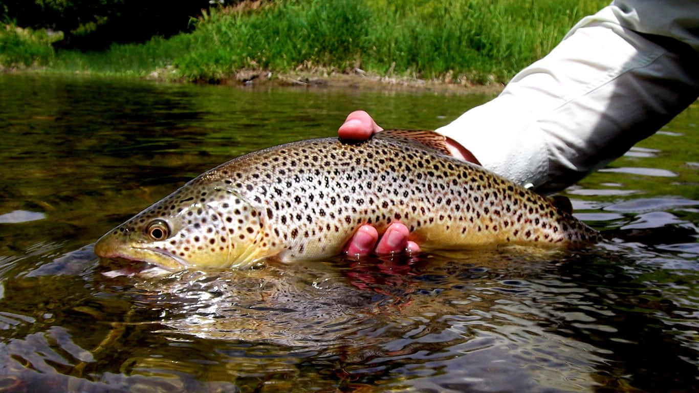 Stunning Brown Trout in a Crystal Clear Stream Wallpaper