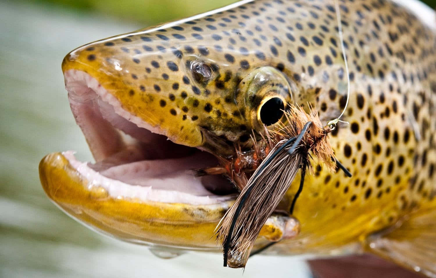 A stunning Brown Trout swimming in crystal clear water Wallpaper