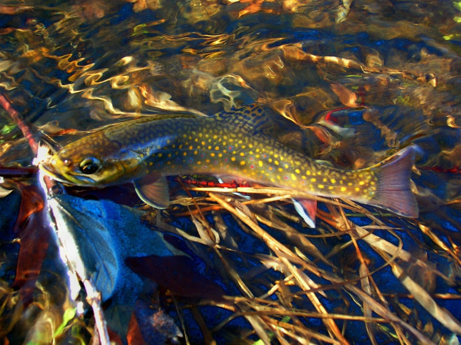 A stunning Brown Trout swimming in clear water Wallpaper