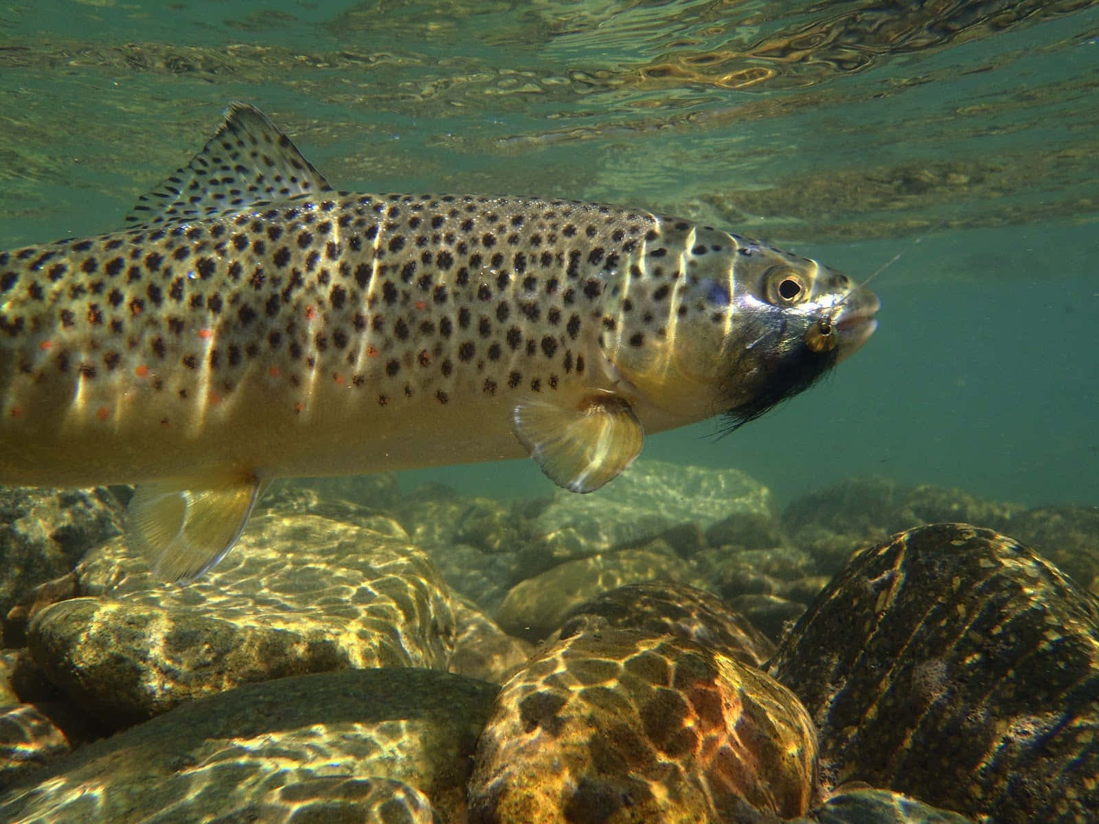 A magnificent Brown Trout swimming in clear waters Wallpaper