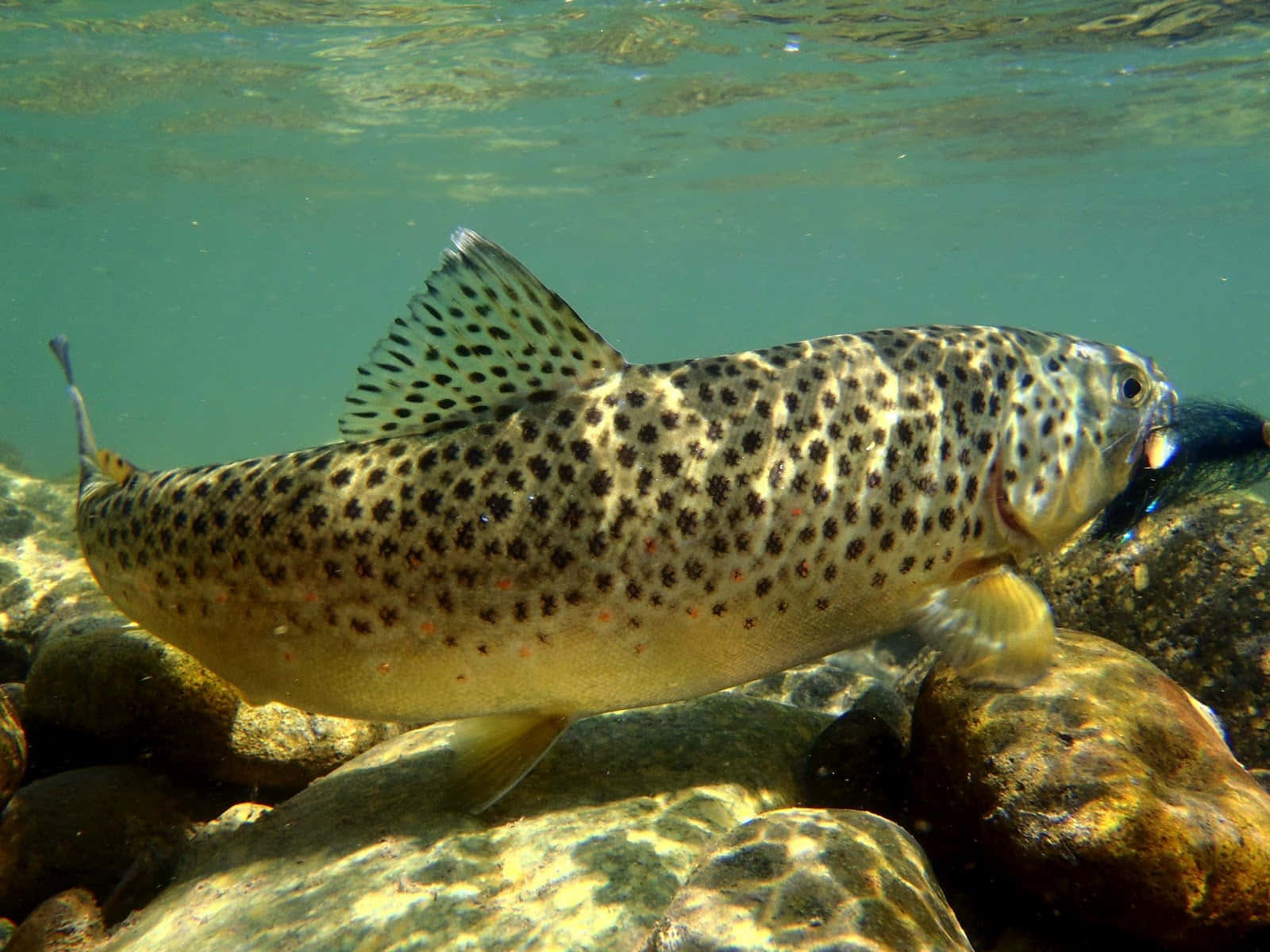 Majestic Brown Trout swimming in clear water Wallpaper
