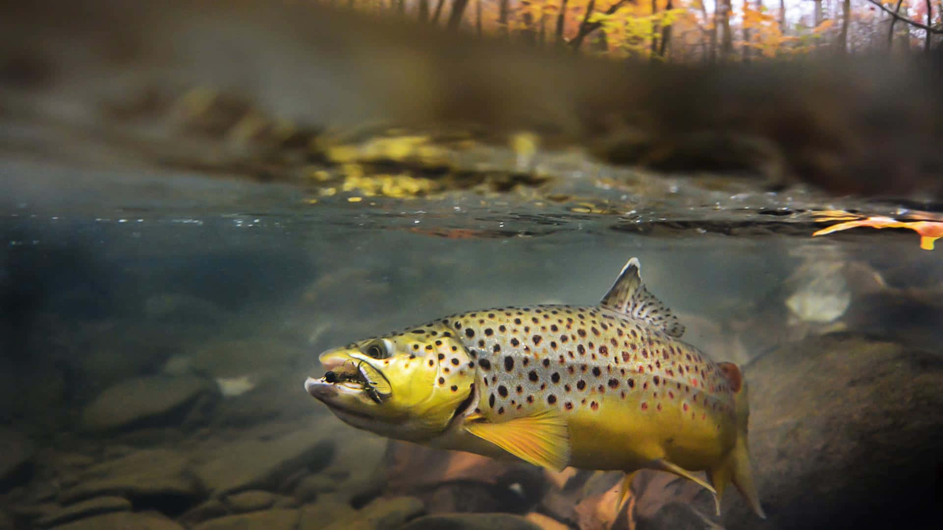 Majestic Brown Trout in its Natural Habitat Wallpaper
