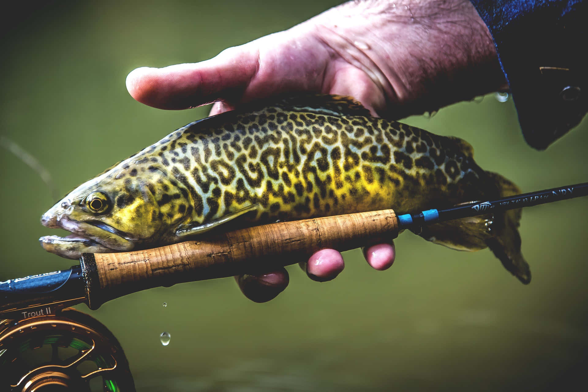 Stunning Brown Trout in its Natural Habitat Wallpaper