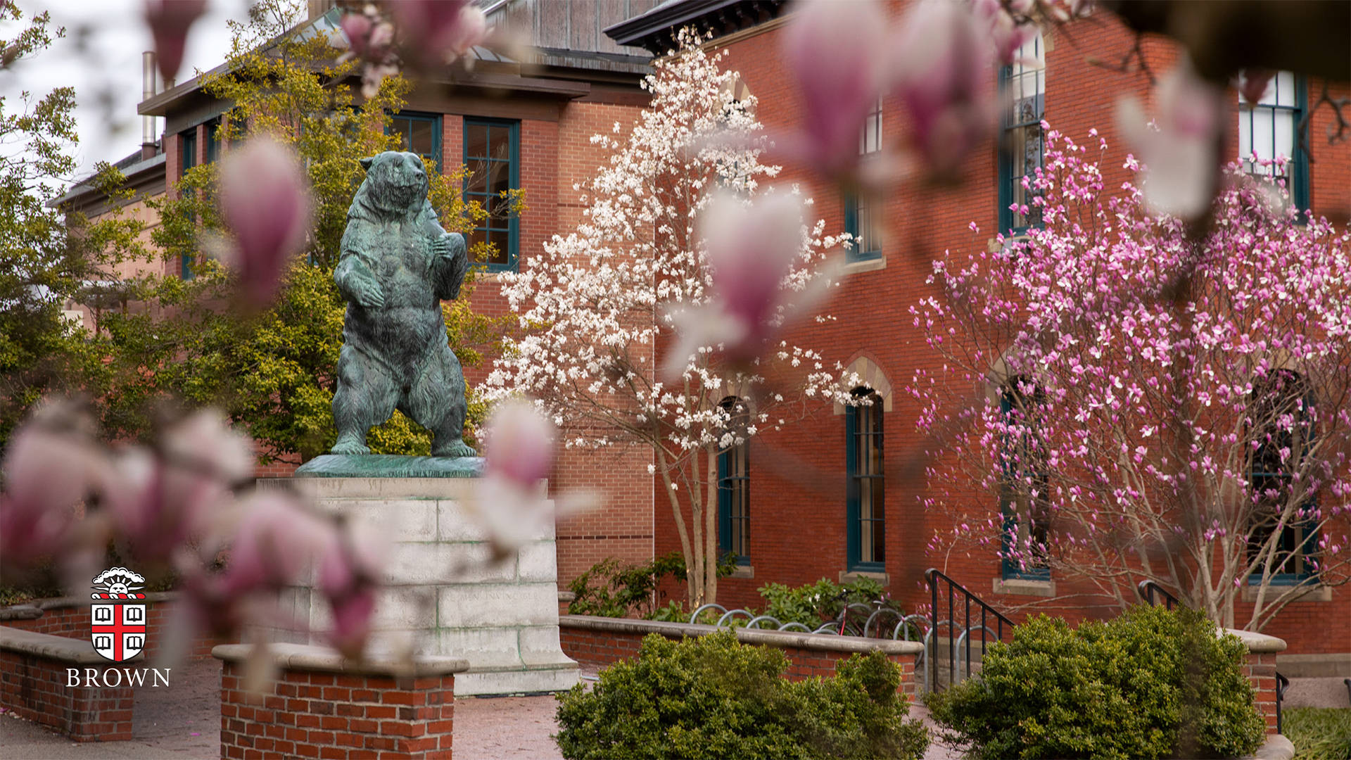 Brown University Statue And Flowers Wallpaper