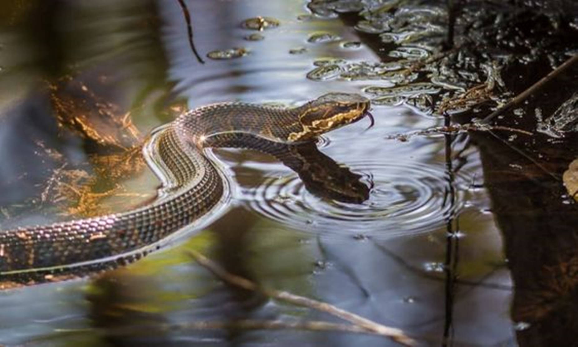 Brown Water Moccasin Forest River Wallpaper