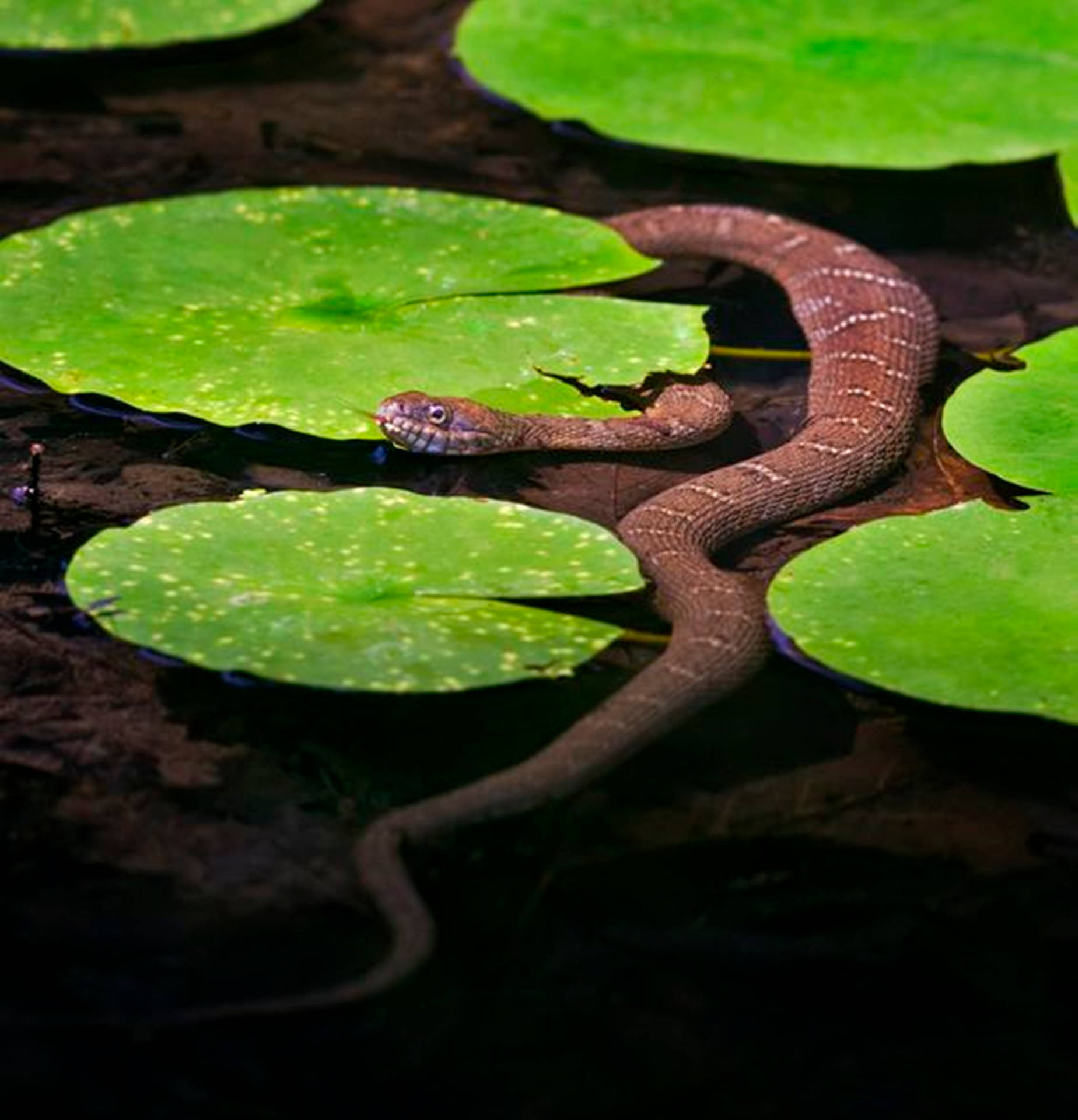 Brown Water Moccasin On Green Water Lily Wallpaper