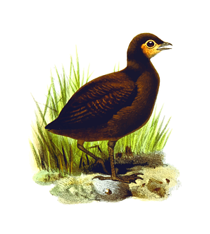 Brown Waterbird Illustration PNG