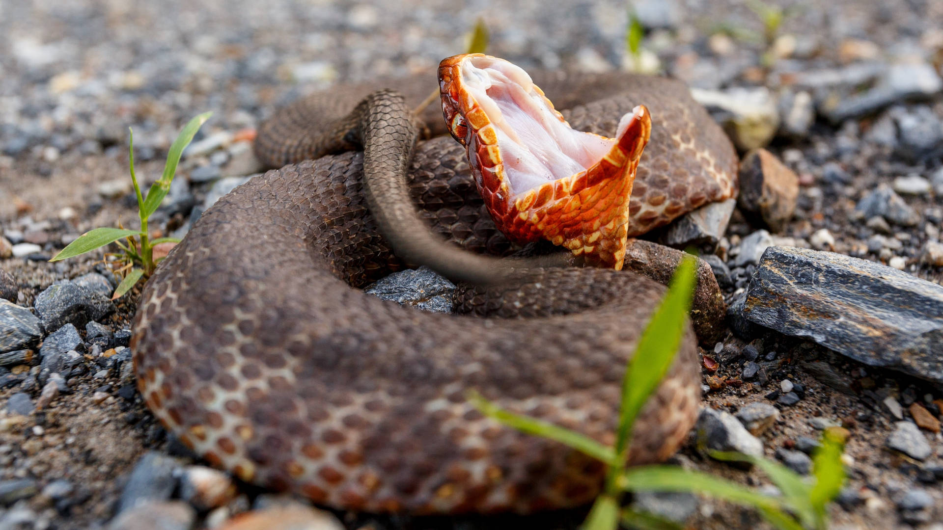 Brown Western Cottonmouth Snake Wallpaper