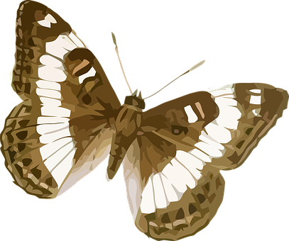 Brown_ White_ Butterfly_ Vector_ Art PNG