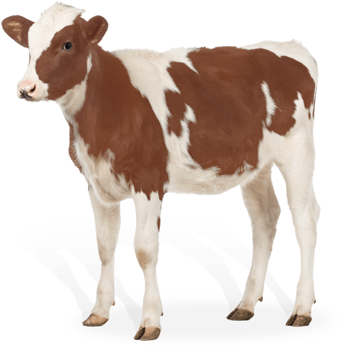 Brown White Calf Standing PNG