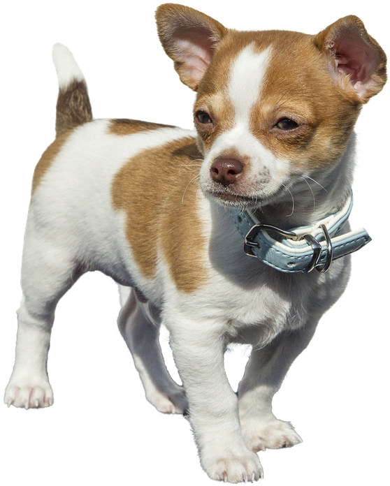 Brown White Chihuahua Puppy Blue Collar PNG