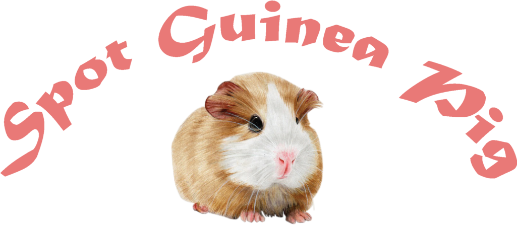 Brown White Guinea Pig PNG