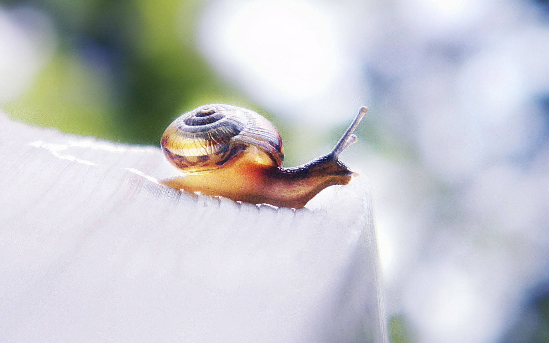 Brown White Snail Wallpaper
