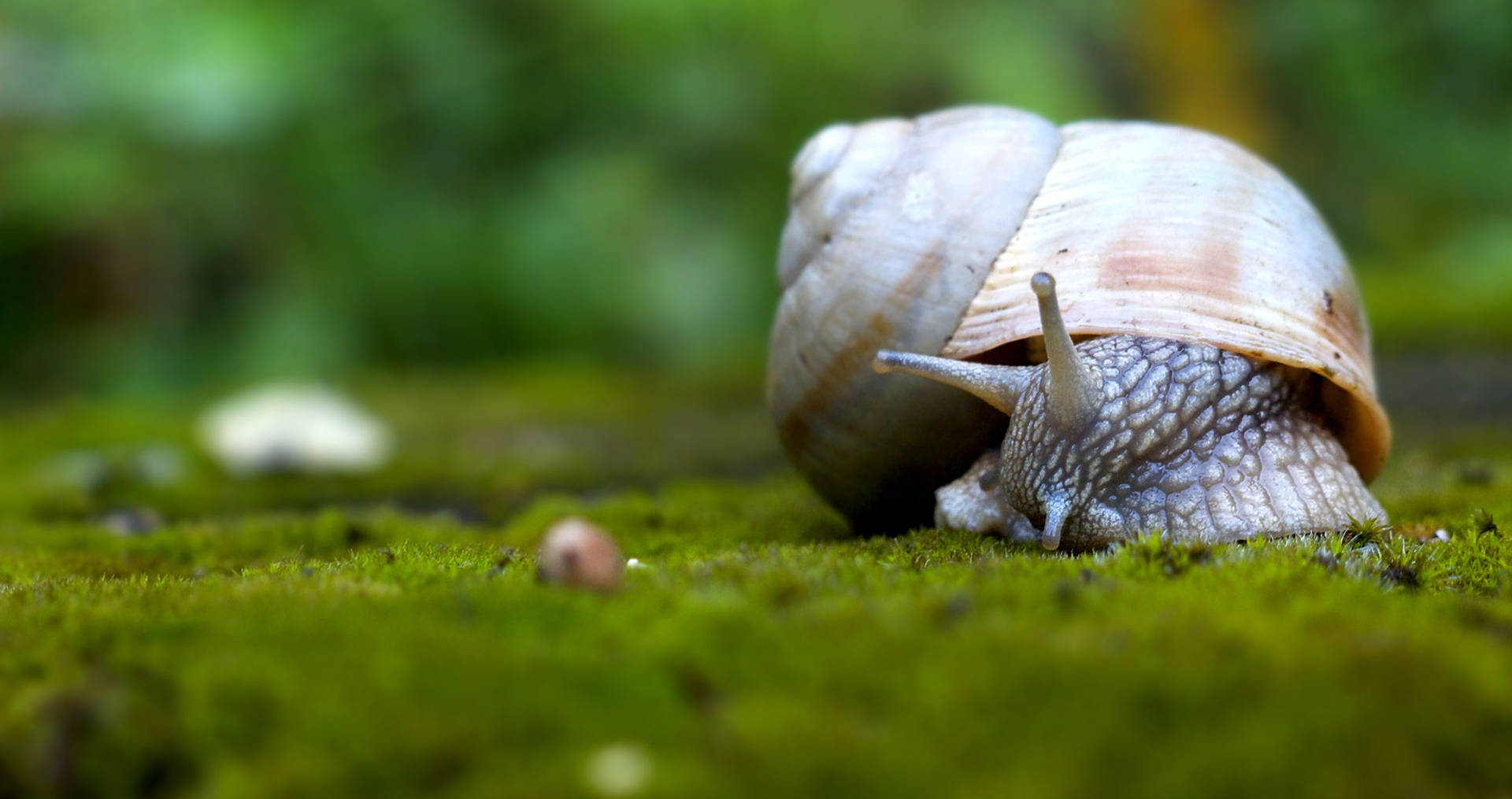 Braunweiße Schnecke (referring To The Color Of The Snail) Wallpaper