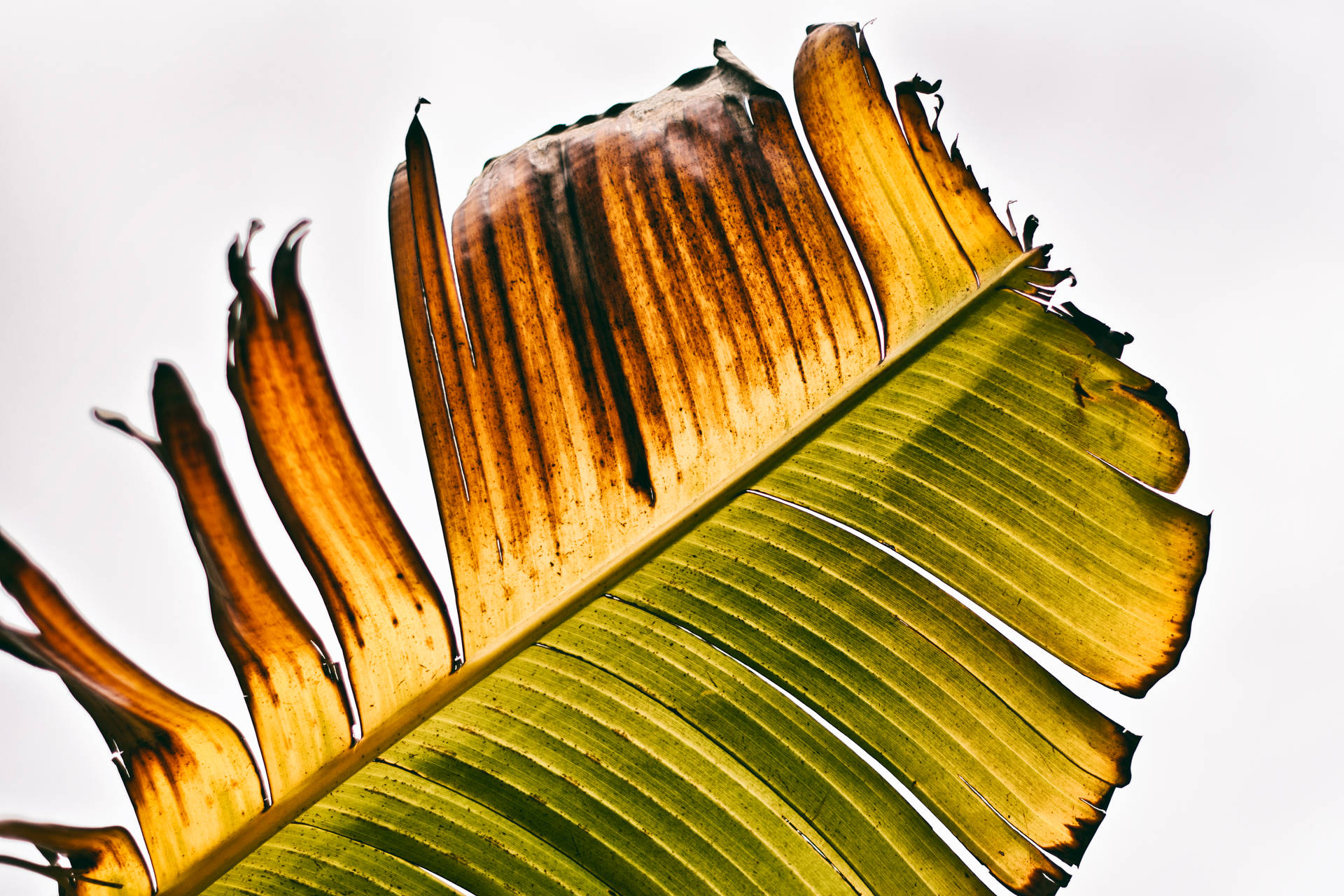 Brown Withered Banana Leaf
