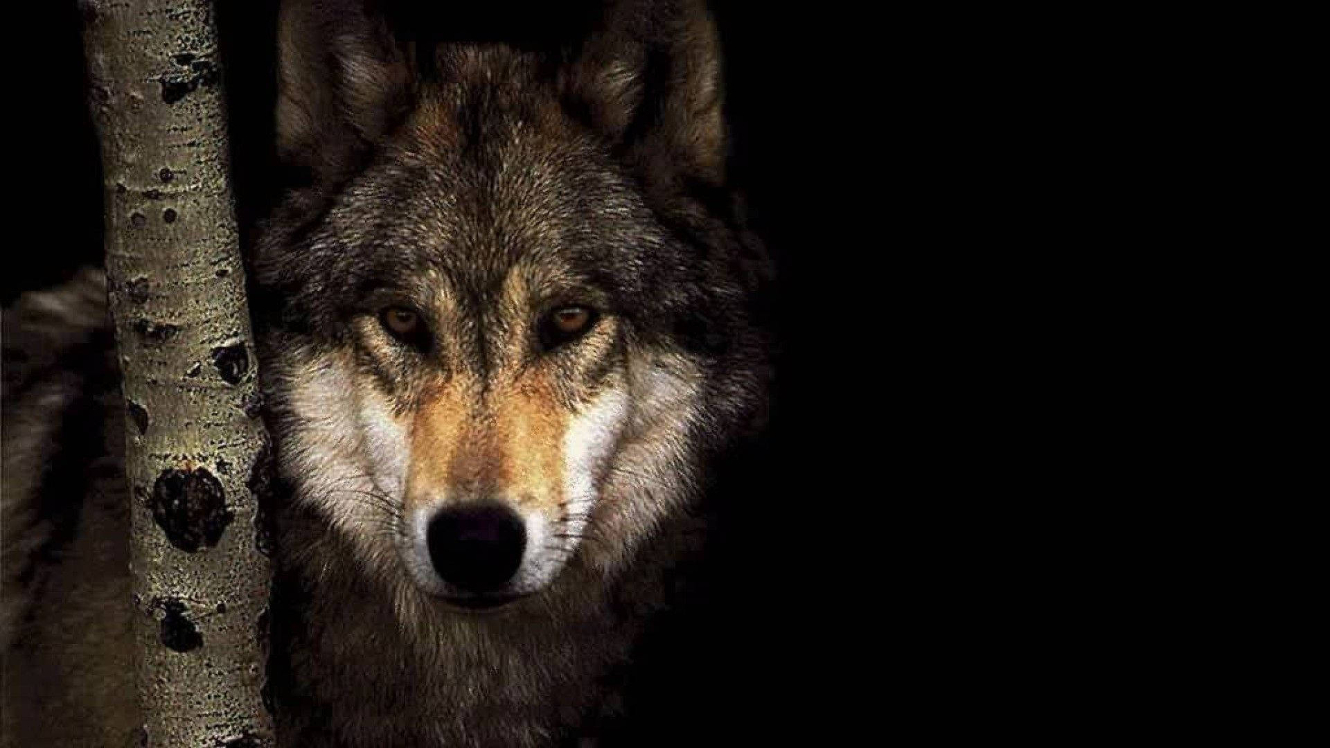 Wild Grey Wolf Glancing Quickly at the Camera Wallpaper