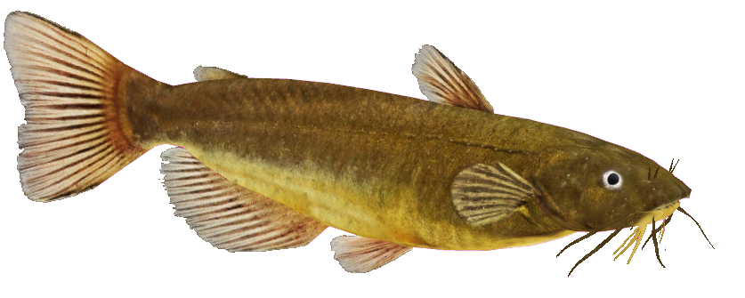 Brown Yellow Catfish Isolated PNG