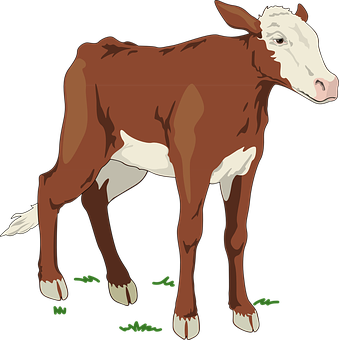 Brownand White Calf Illustration PNG