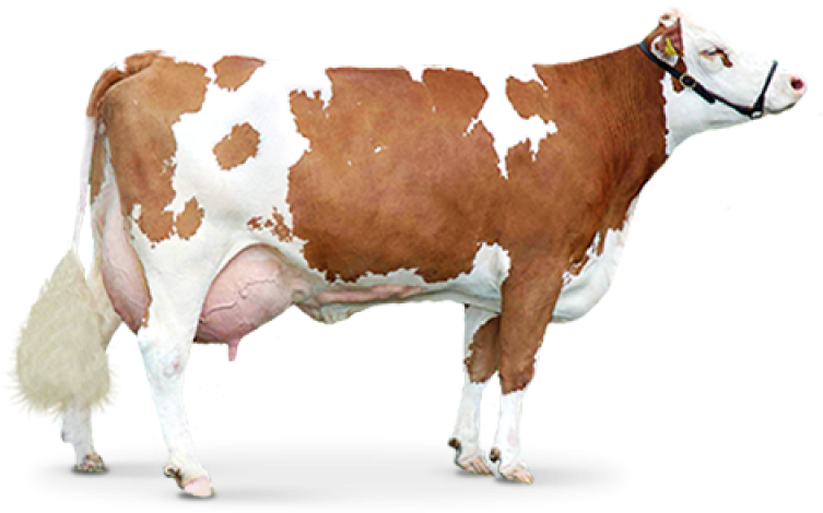Brownand White Dairy Cow PNG