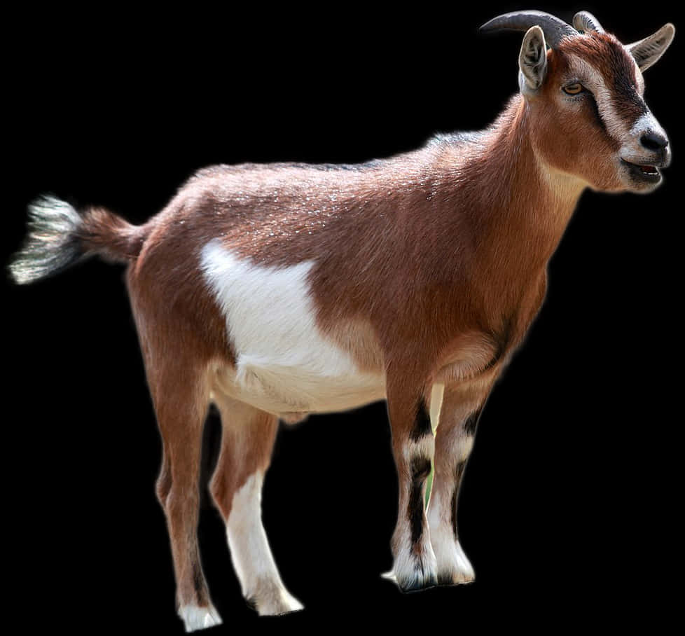 Brownand White Goat Isolatedon Black PNG