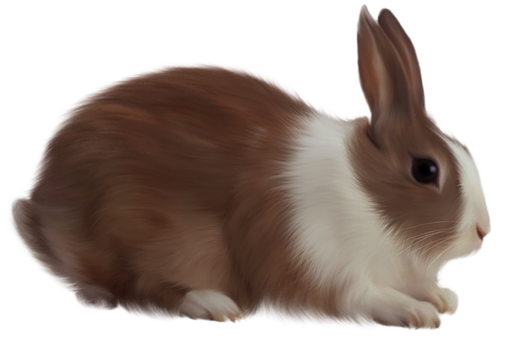 Brownand White Rabbit Black Background.jpg PNG